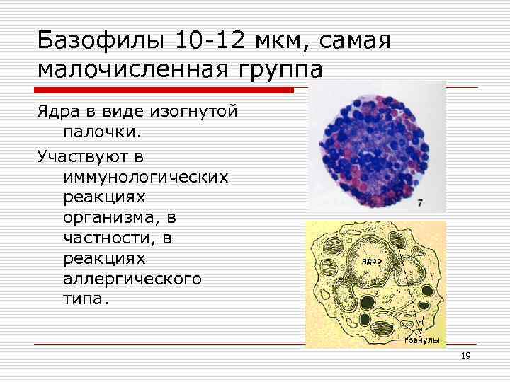 Базофилы это. Тканевые базофилы строение. Базофилы строение. Базофилы ядро. Форма ядра базофилов.