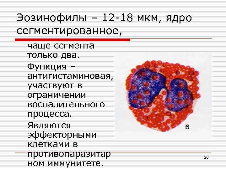 Эозинофилы – 12 -18 мкм, ядро сегментированное, чаще сегмента только два. Функция – антигистаминовая,