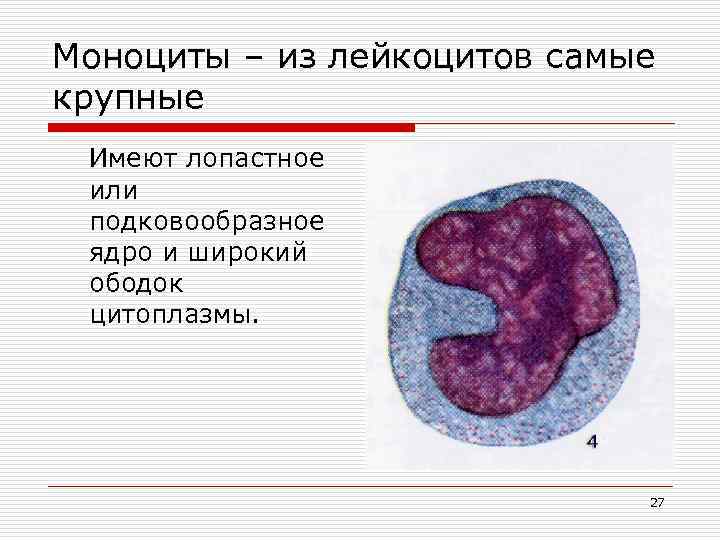Моноциты – из лейкоцитов самые крупные Имеют лопастное или подковообразное ядро и широкий ободок