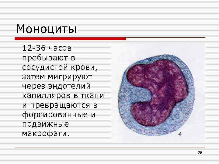 Моноциты 12 -36 часов пребывают в сосудистой крови, затем мигрируют через эндотелий капилляров в