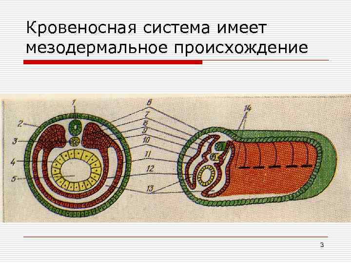 Ткани кровеносной системы