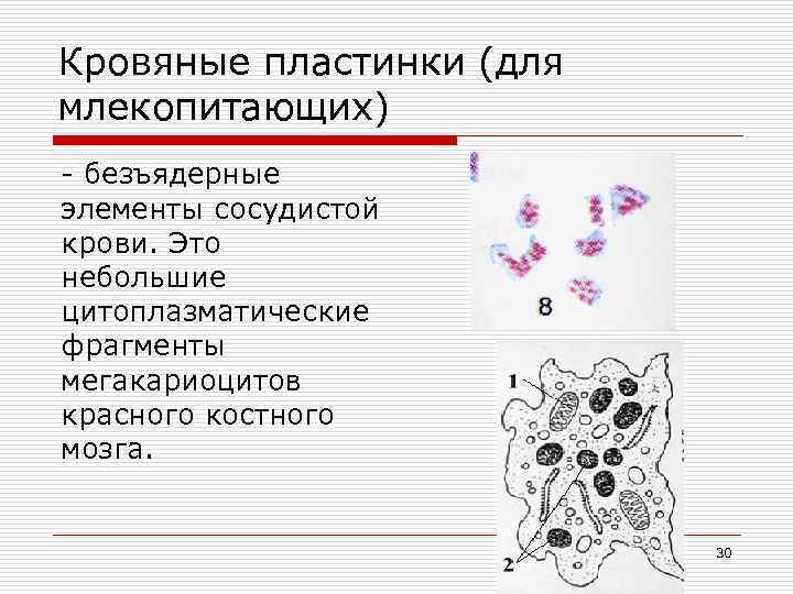 Кровяные пластинки (для млекопитающих) - безъядерные элементы сосудистой крови. Это небольшие цитоплазматические фрагменты мегакариоцитов