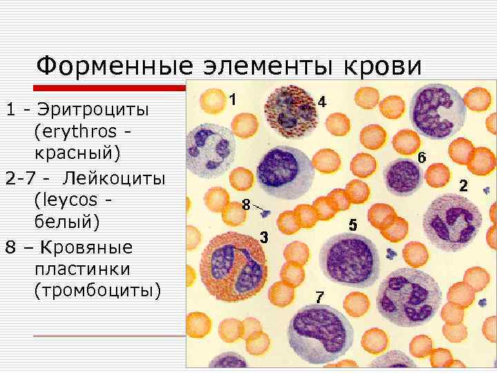 Форменные элементы ткани