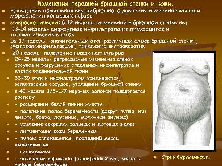 Изменения передней брюшной стенки и кожи. вследствие повышения внутрибрюшного давления изменение мышц и морфологии