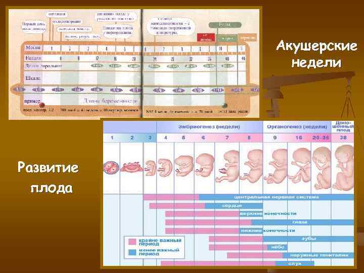 Акушерские недели Развитие плода 