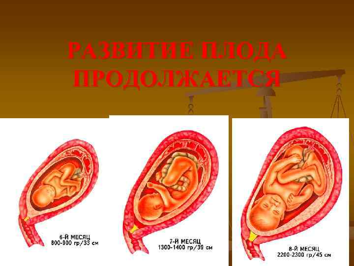РАЗВИТИЕ ПЛОДА ПРОДОЛЖАЕТСЯ 