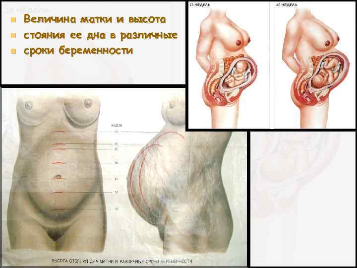 n n n Величина матки и высота стояния ее дна в различные сроки беременности