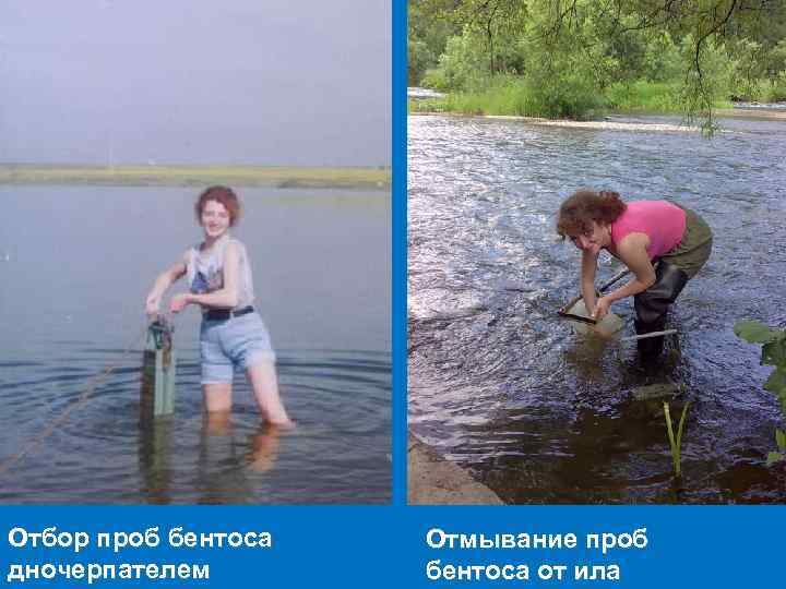 Отбор проб бентоса дночерпателем Отмывание проб бентоса от ила 