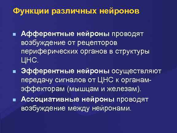 Функции различных нейронов Афферентные нейроны проводят возбуждение от рецепторов периферических органов в структуры ЦНС.