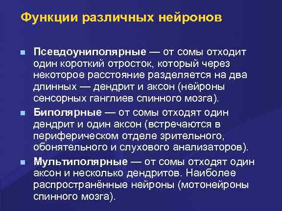 Функции различных нейронов Псевдоуниполярные — от сомы отходит один короткий отросток, который через некоторое