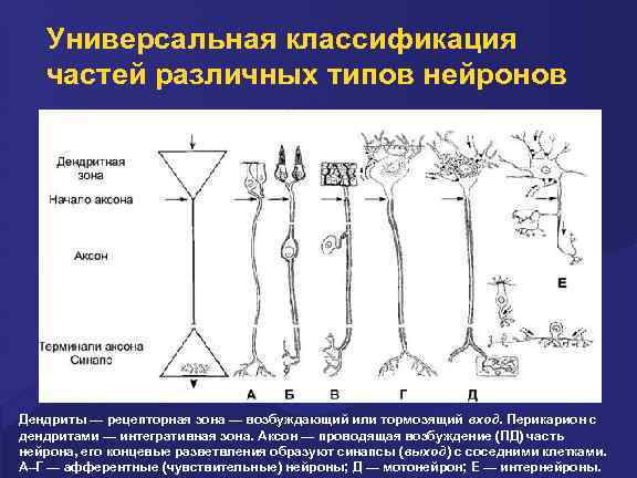 Универсальная классификация частей различных типов нейронов Дендриты — рецепторная зона — возбуждающий или тормозящий