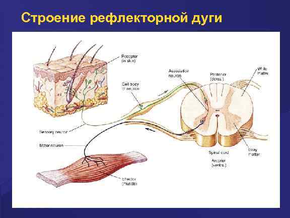 Строение рефлекторной дуги 