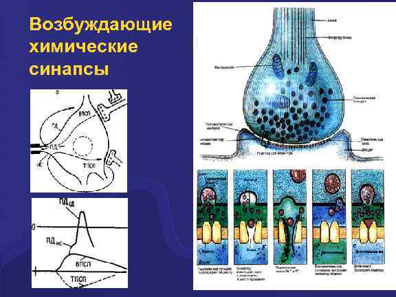 Рисунок холинергического синапса