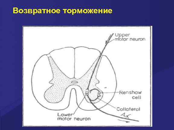 Возвратное торможение 