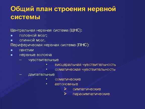 Общий план строения нервной системы Центральная нервная система (ЦНС): головной мозг; спинной мозг. Периферическая