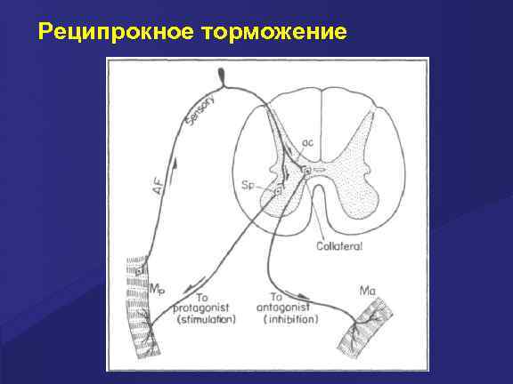 Реципрокное торможение 