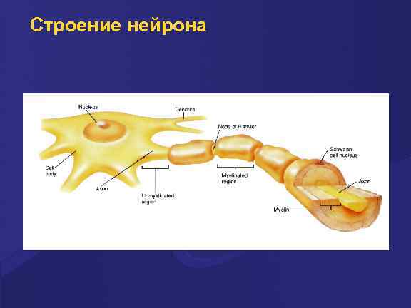 Строение нейрона 