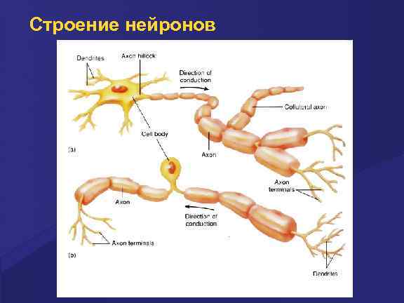 Unepic нейрон как победить