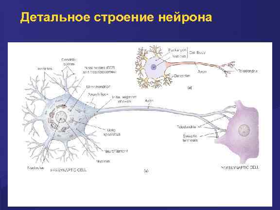 Детальное строение нейрона 