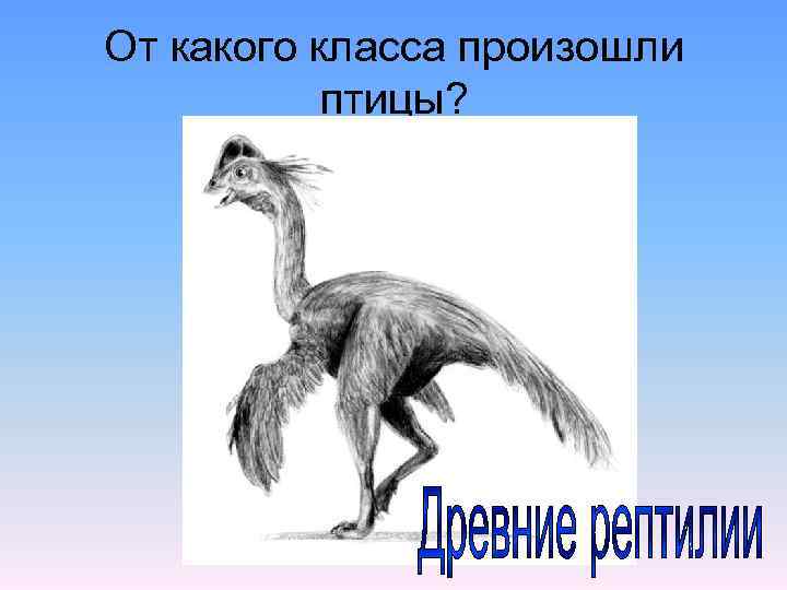 От какого класса произошли птицы? 