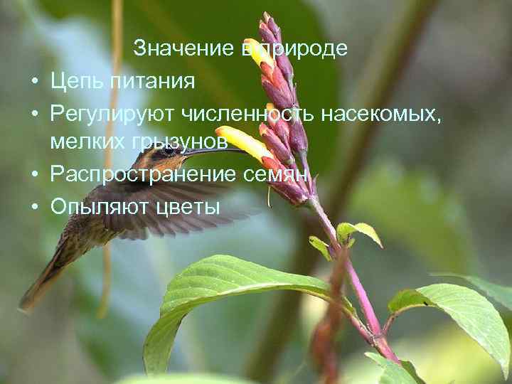  • • Значение в природе Цепь питания Регулируют численность насекомых, мелких грызунов Распространение