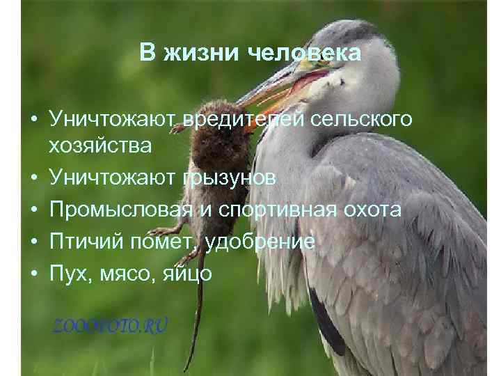 В жизни человека • Уничтожают вредителей сельского хозяйства • Уничтожают грызунов • Промысловая и