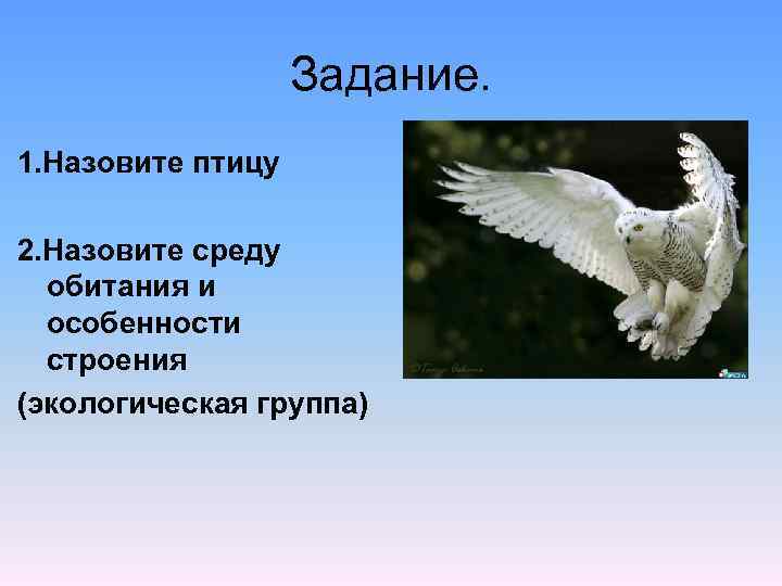 Задание. 1. Назовите птицу 2. Назовите среду обитания и особенности строения (экологическая группа) 