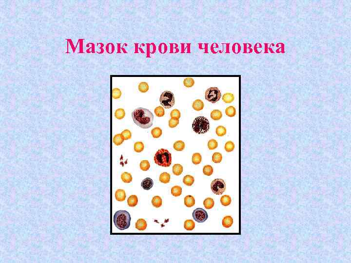 Мазок крови человека 