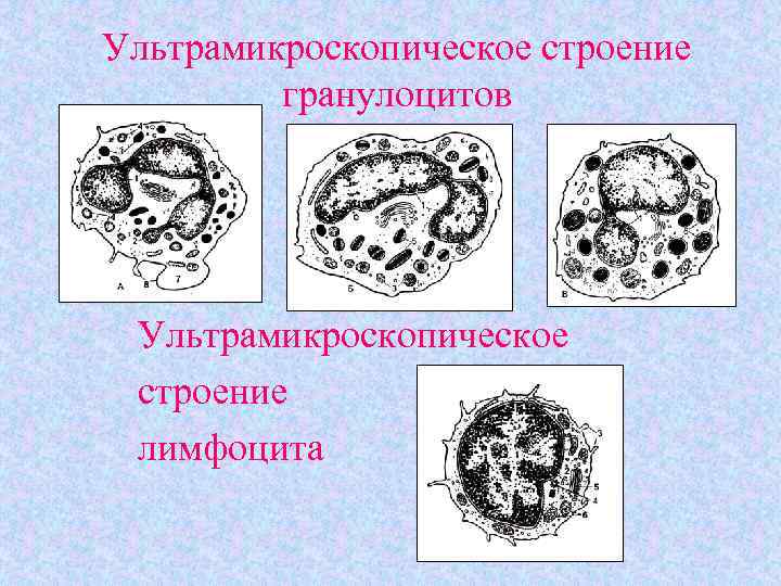 На рисунке схематично изображен эритроцитарный