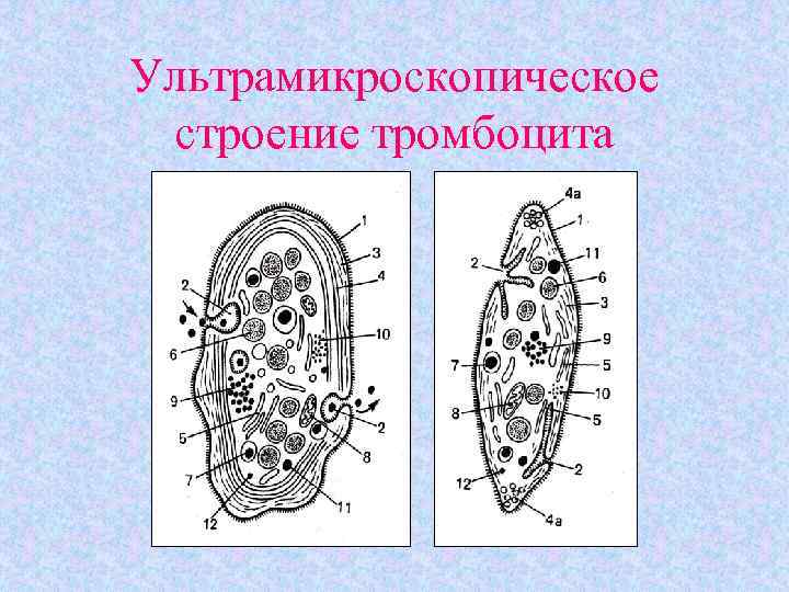 Ультрамикроскопическое строение тромбоцита 
