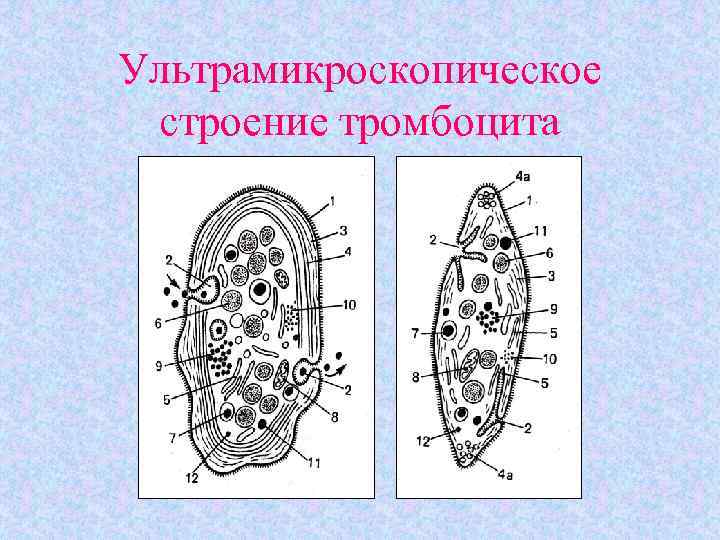 Схема ультрамикроскопического строения фибробласта и образования волокнистого компонента