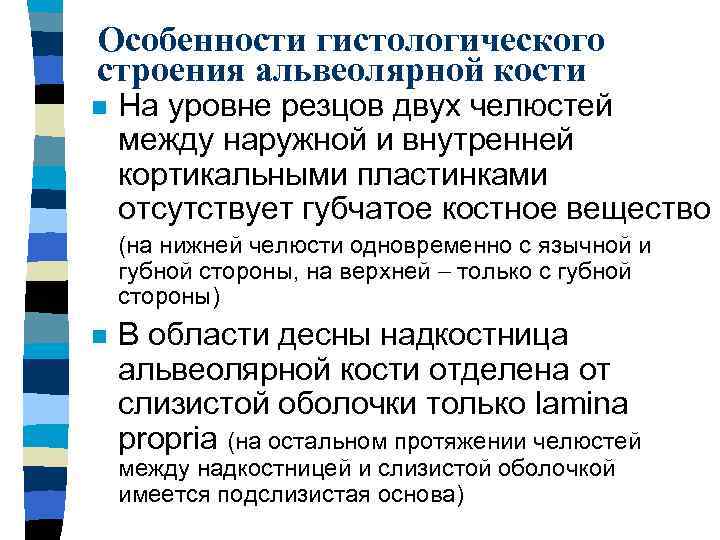 Особенности гистологического строения альвеолярной кости n На уровне резцов двух челюстей между наружной и