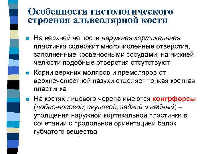 Особенности гистологического строения альвеолярной кости n n n На верхней челюсти наружная кортикальная пластинка