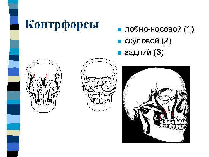 Схема контрфорсов анатомия