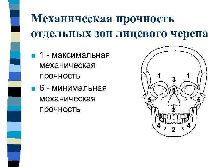 Механическая прочность отдельных зон лицевого черепа n n 1 - максимальная механическая прочность 6