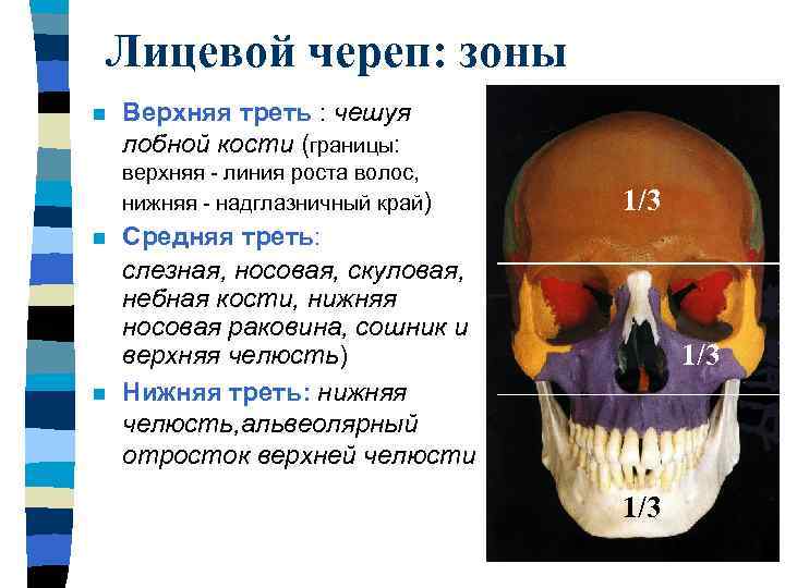 Строение лицевых костей черепа