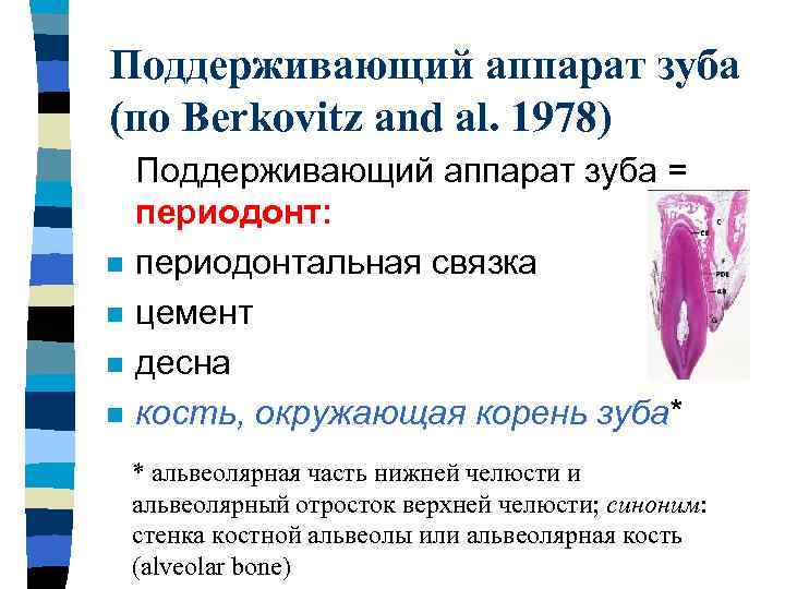 Поддерживающий аппарат зуба (по Berkovitz and al. 1978) n n Поддерживающий аппарат зуба =