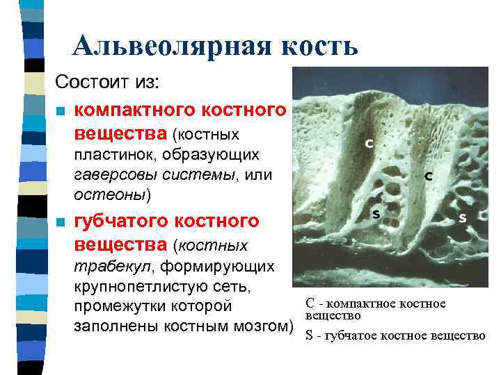 Кортикальная кость. Строение костной ткани челюсти. Альвеолярная кость зуба строение. Строение альвеолярной кости. Альвеолярная кость строение.