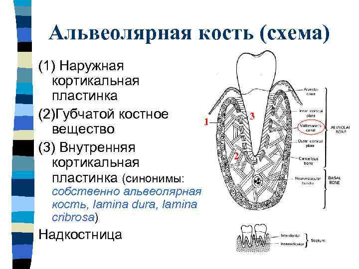 Альвеолярный отросток и стенки зубной альвеолы