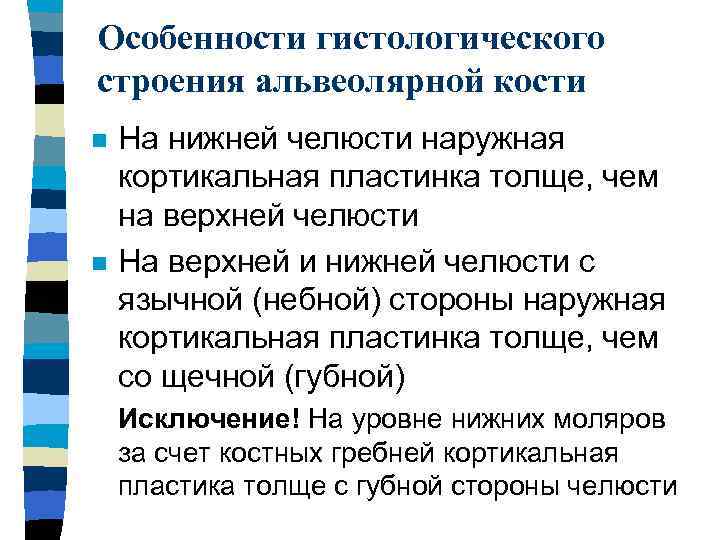 Особенности гистологического строения альвеолярной кости n n На нижней челюсти наружная кортикальная пластинка толще,