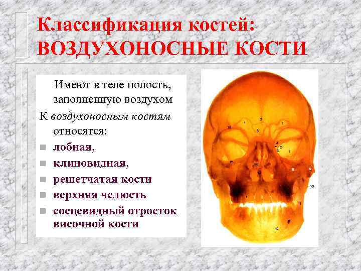 Классификация костей: ВОЗДУХОНОСНЫЕ КОСТИ Имеют в теле полость, заполненную воздухом К воздухоносным костям относятся: