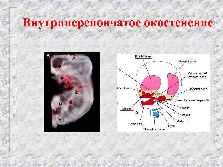 Внутриперепончатое окостенение 