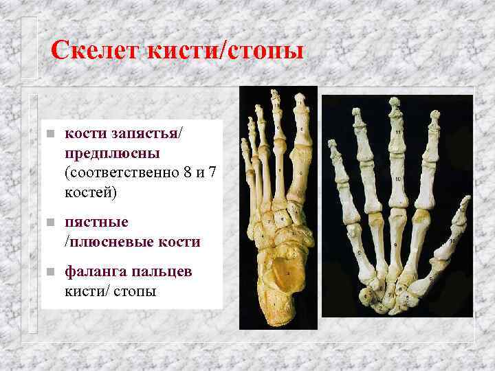 Кости запястья и предплюсны