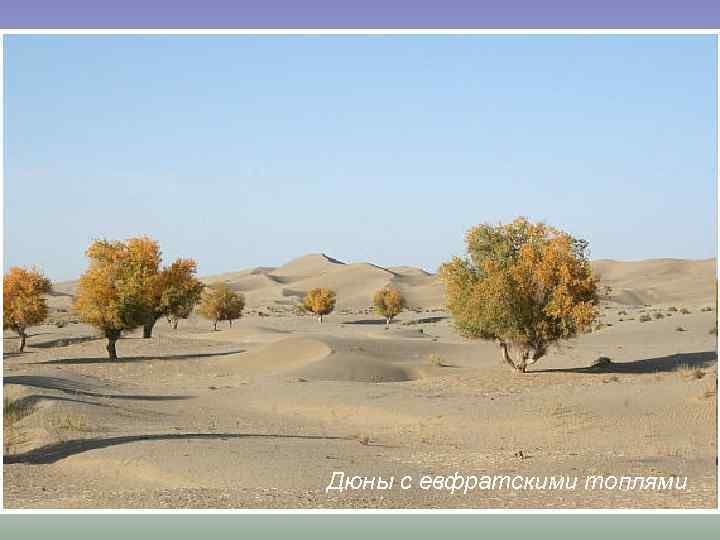 Дюны c евфратскими топлями 