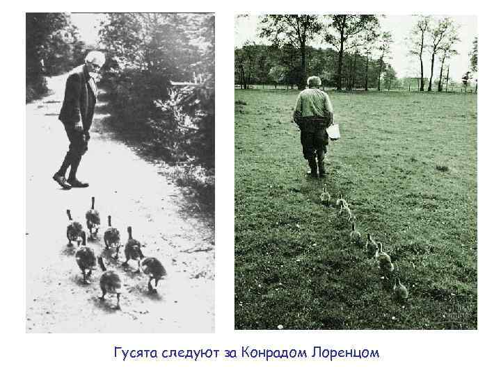 Гусята следуют за Конрадом Лоренцом 