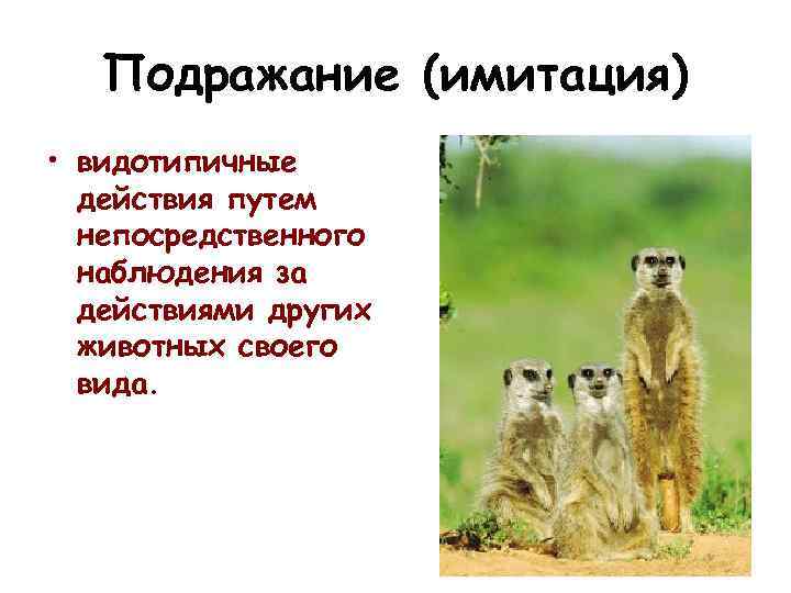 Подражание (имитация) • видотипичные действия путем непосредственного наблюдения за действиями других животных своего вида.