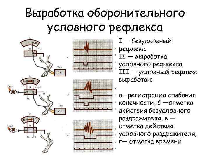 Вырабатывается в процессе эволюции рефлекс. Выработка оборонительного избегательного рефлекса. Двигательно-пищевая методика.выработки условного рефлекса. Выработка условного рефлекса схема. Оборонительный условный рефлекс.