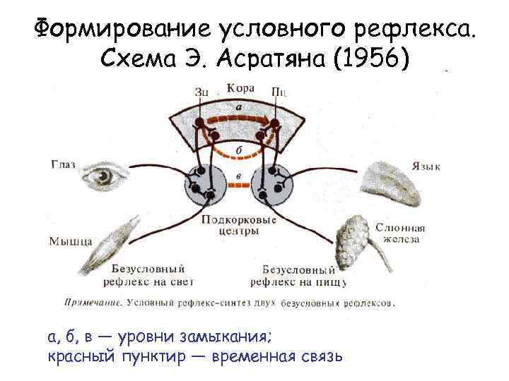 Схема условного рефлекса по павлову