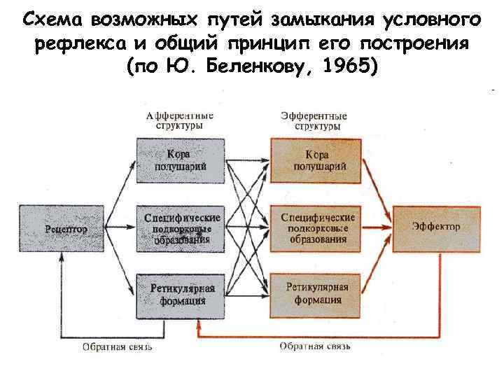 Структурно функциональная схема условного рефлекса