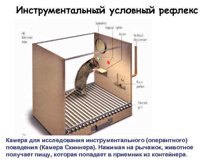 Инструментальный условный рефлекс Камера для исследования инструментального (оперантного) поведения (Камера Скиннера). Нажимая на рычажок,